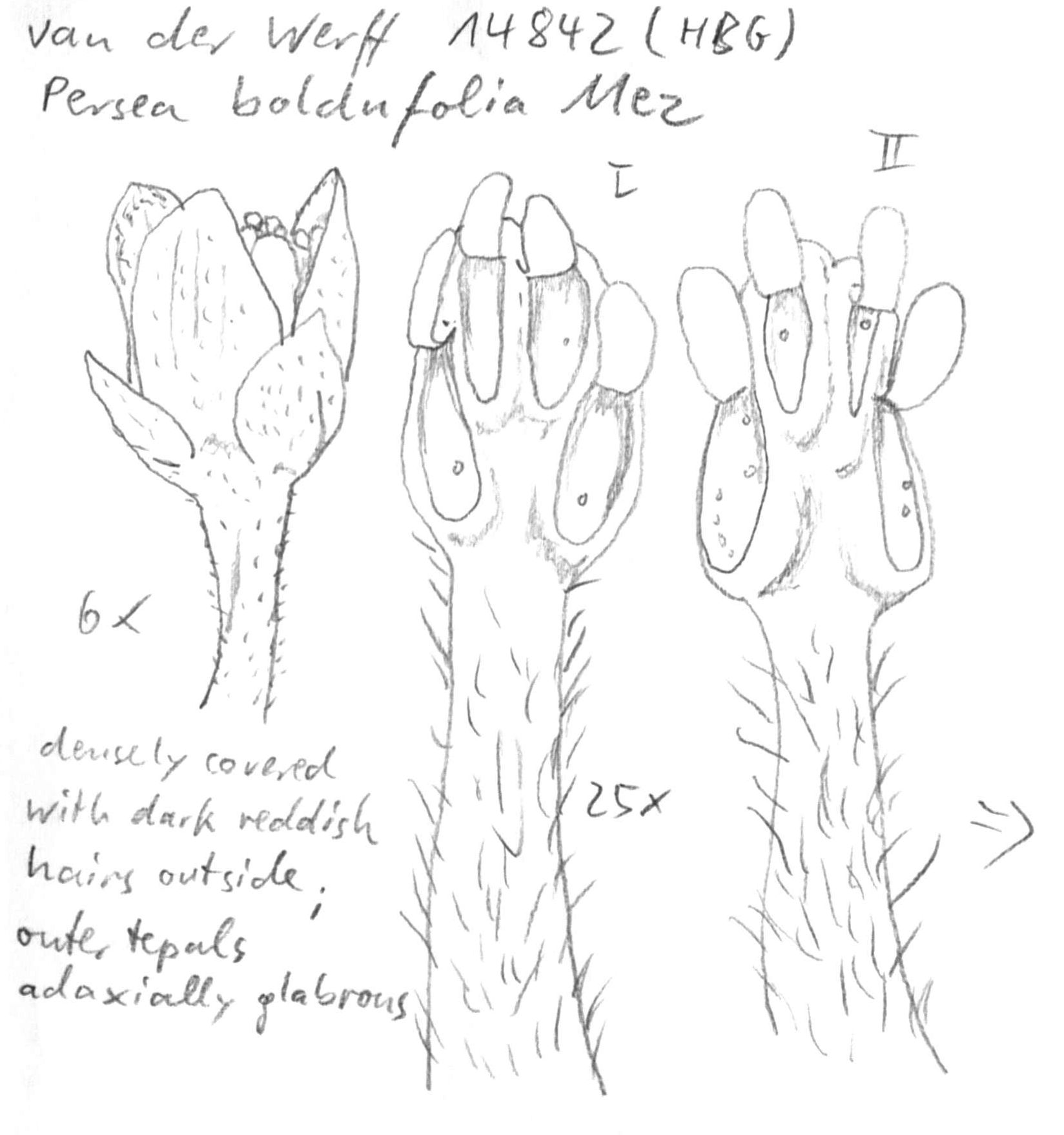 Vorschaubild Persea boldufolia Mez